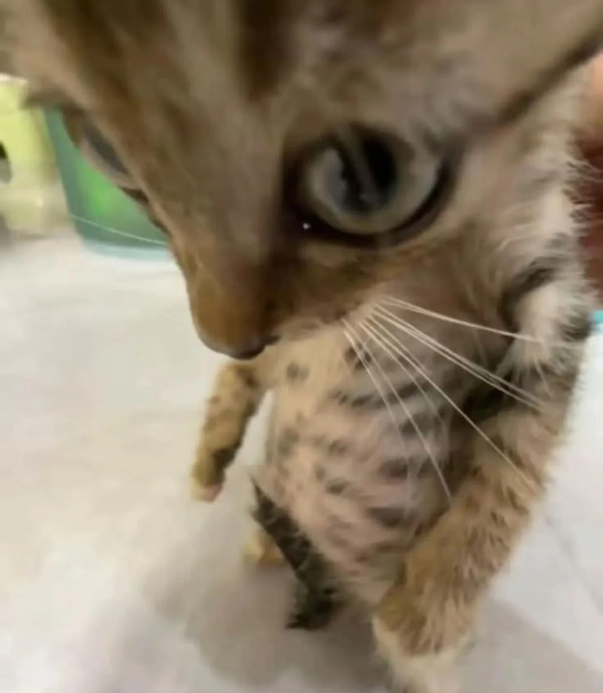 Pattes douces, griffes aiguisées, et aucune limite. Regarde-moi jouer. 😼🔥