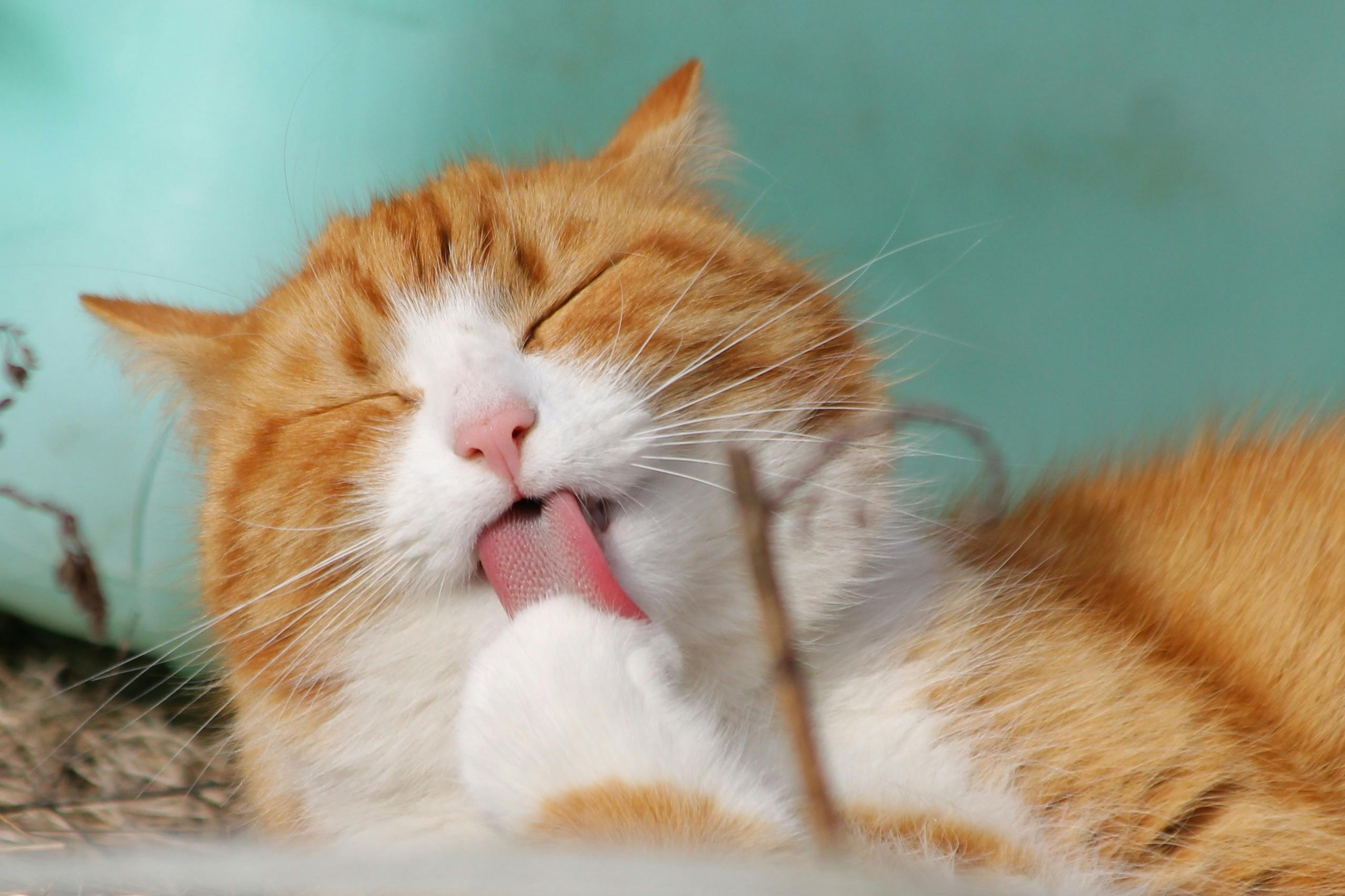 lick lick