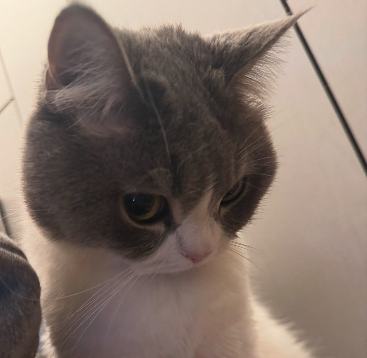 velvet whiskers