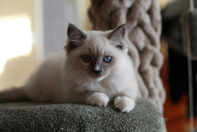 hello_kitty_officiel