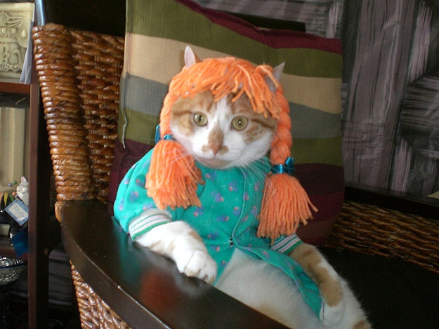 Chat errant adopté à Lisbonne... Il est devenu mon compagnon de voyage et de plaisir sous les draps exotiques!