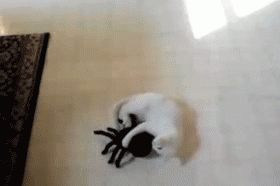tom_technocat