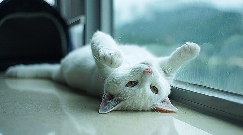 sylvestre_detecticat