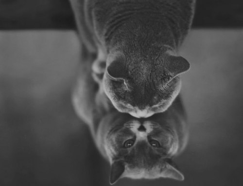 Ce chat a un QI plus élevé que mes internes... et il connaît bien mieux l'anatomie des zones de plaisir!