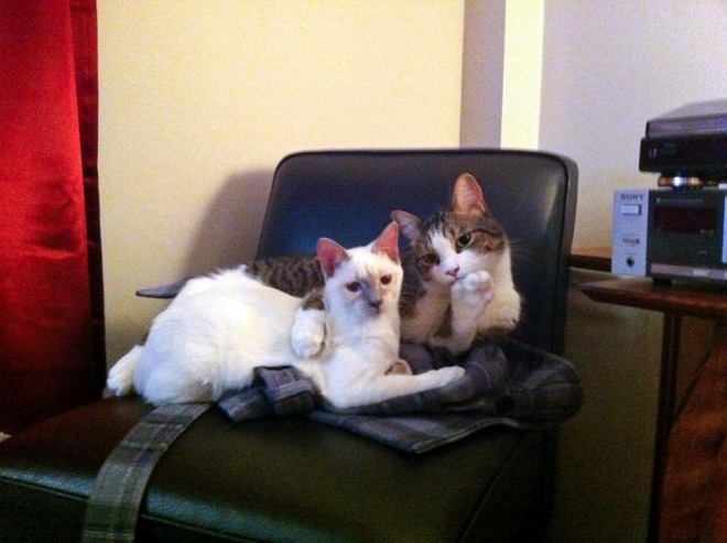 chat_potte_officiel